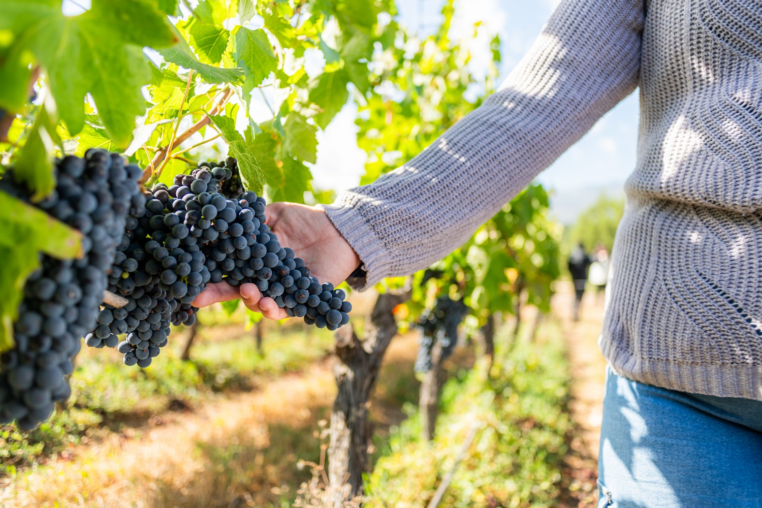 Cosecha de uvas en viñedos de Malloa